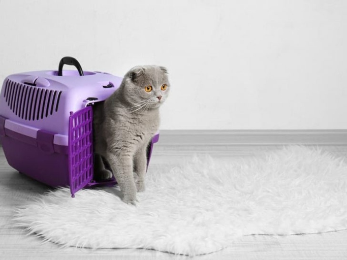 If you leave a few treats inside your cat's carrier, they may be more likely to sleep in it.