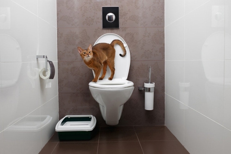If you live in a small apartment, you may want to consider getting a litter box for your cat.