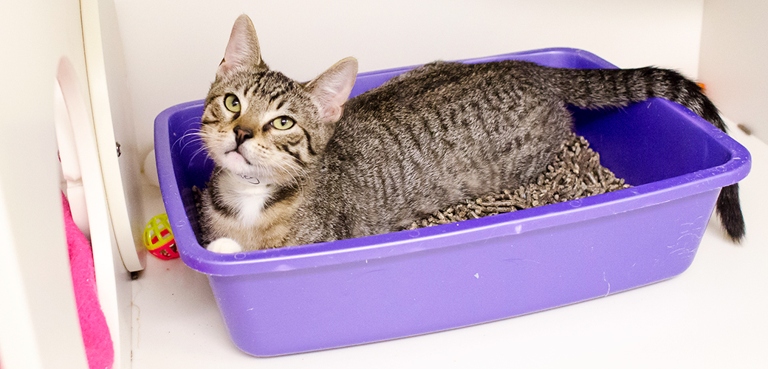 If you move your cat's litter box, they may have trouble finding it.