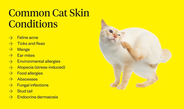 If you notice your cat excessively scratching the base of their tail, they may have a skin condition.