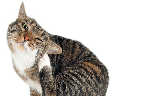 If you notice your cat's ears are hot to the touch, there could be a number of reasons why.