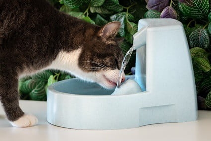 If you place your cat's water bowl too close to their food, they may not want to drink from it.