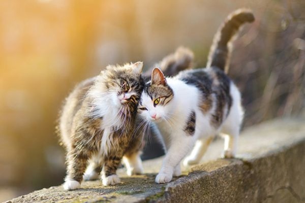 If you see your cats brushing their heads against each other, don't be alarmed.