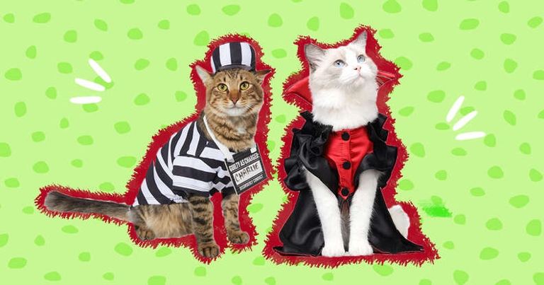 If you want to dress up your cat for Halloween or for a special occasion, here are a few tips on how to get your cat to wear clothes.
