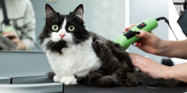 If you want to reduce the amount of cat hair in your home, one method is to shave your cat.