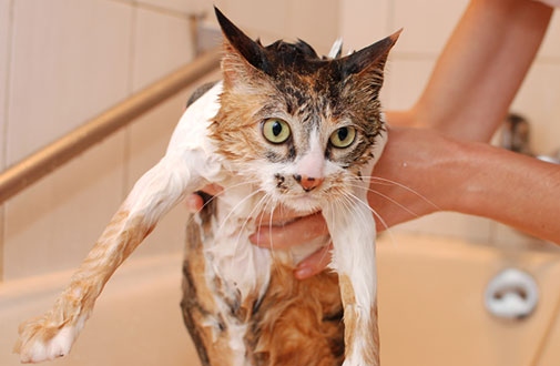 If you want your cat to be clean, you should take them to a professional pet groomer.
