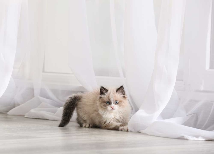 If you want your curtains to stay safe from your curious kitty, follow these tips.