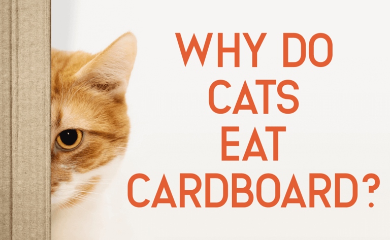 If your cat chews on cardboard, it could be because they're an artist at heart.