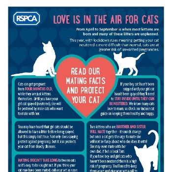 If your cat does not enjoy being picked up, there are a few things you can do to help make the experience more enjoyable for her.