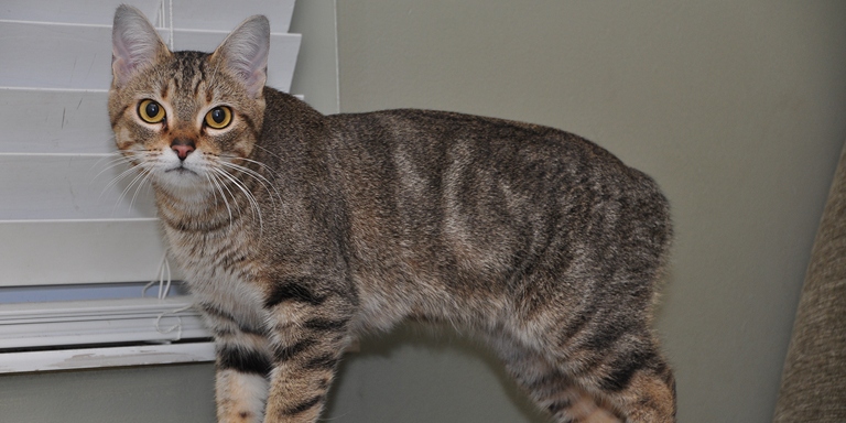 If your cat doesn't have a tail, it may be because it's a Manx.