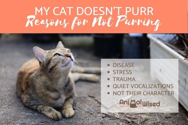 If your cat doesn't purr, it may be a sign that something is wrong.