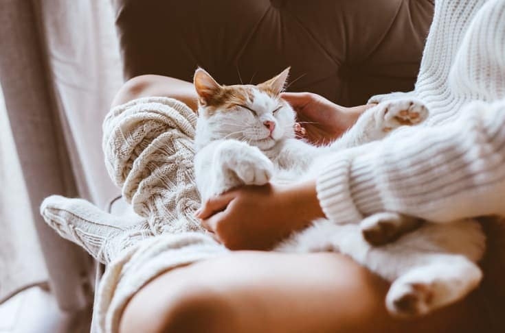 If your cat enjoys sleeping between your legs, it's likely because they feel safe and comfortable there.