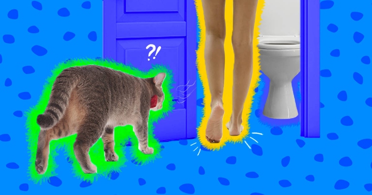 If your cat follows you to the toilet, it may be experiencing separation anxiety.