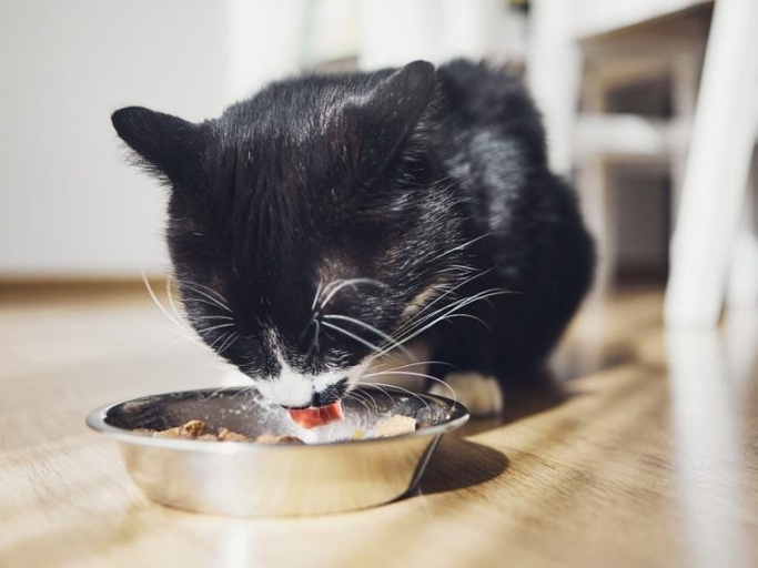 If your cat is a picky eater, you may have trouble finding a food that they like. Here are 9 of the best tasting wet foods for picky cats.