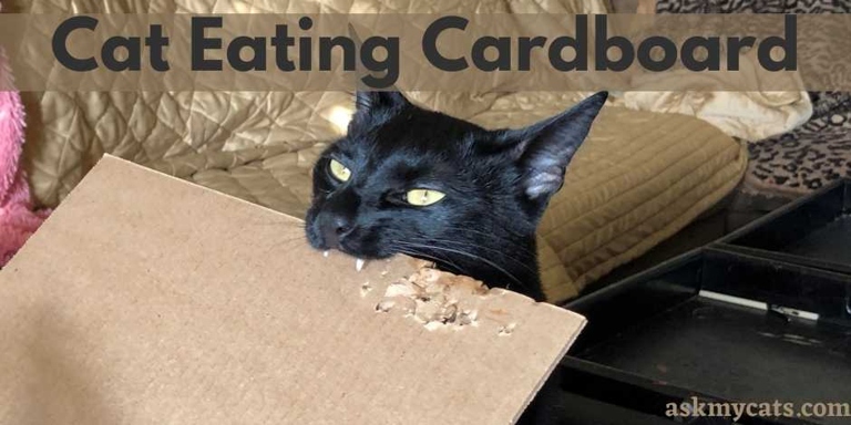 If your cat is chewing on cardboard, it is likely because they are bored and are looking for something to do.
