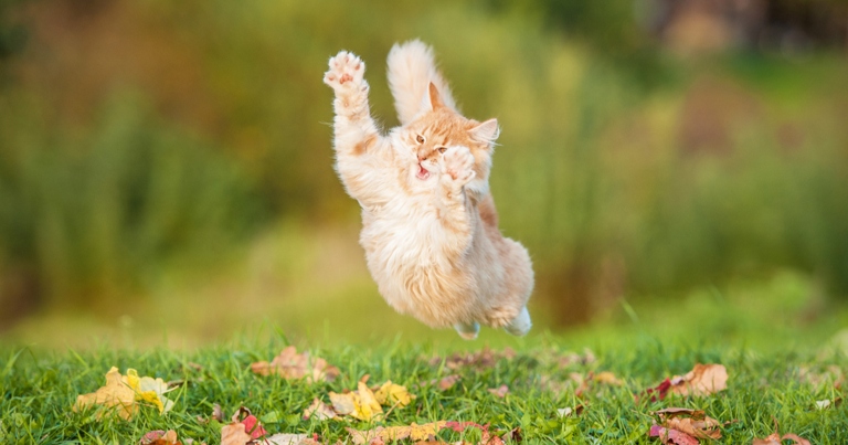 If your cat is constantly darting around, running and climbing at inappropriate times, they may be suffering from impulsivity.