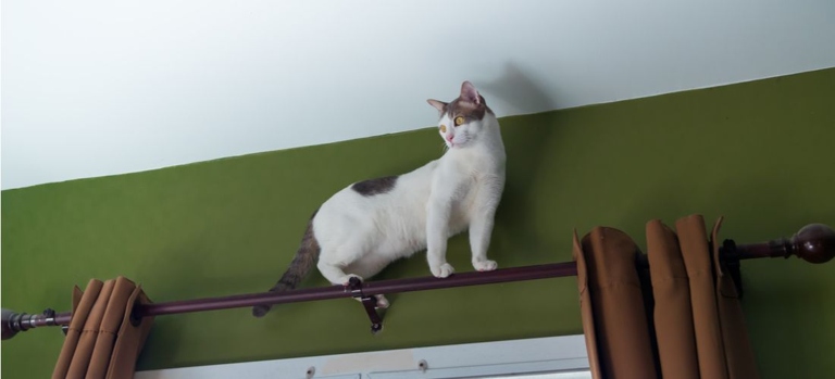 If your cat is constantly darting around the house, climbing on things, and getting into trouble, they may have ADHD.