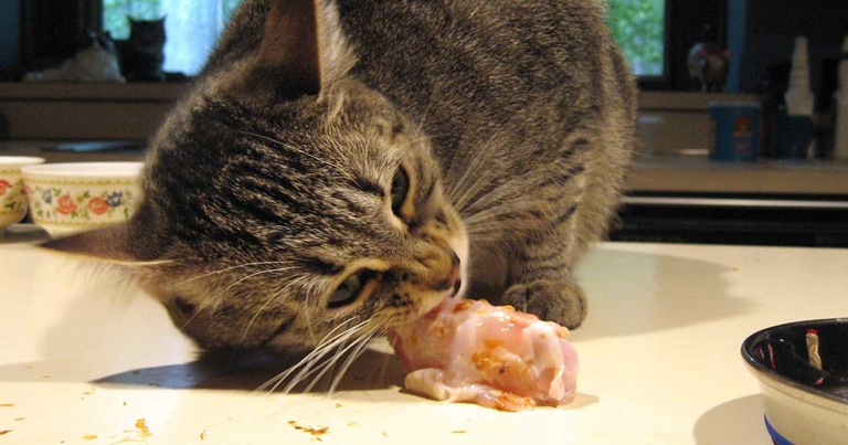 If your cat is eating more than usual, sleeping more, and feels softer than usual, they may be overweight.
