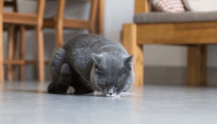 If your cat is licking the floor, it may be because they are bored and find licking to be fun.