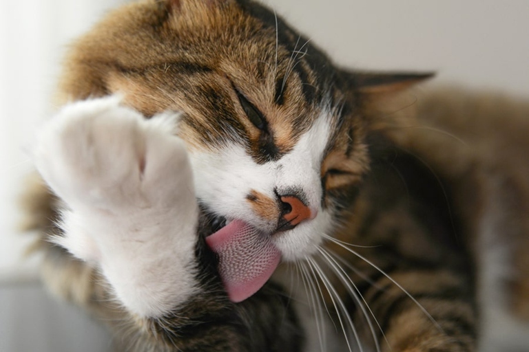 If your cat is licking their toys excessively, it may be a sign that they are sick and you should seek veterinary help.