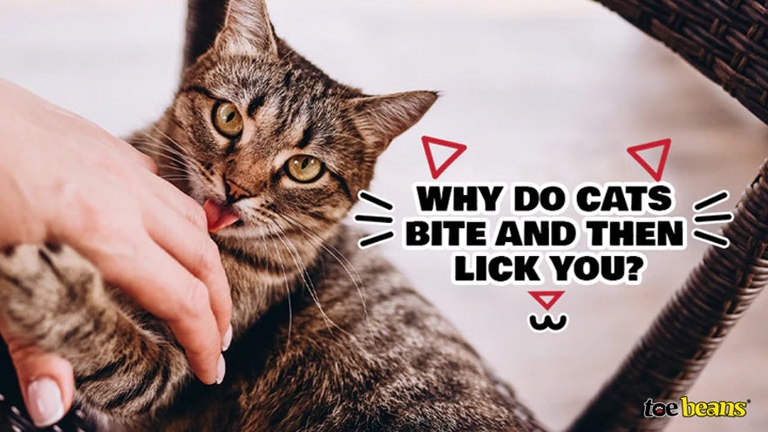 If your cat is licking you and then biting you, it may be because they are trying to tell you something.
