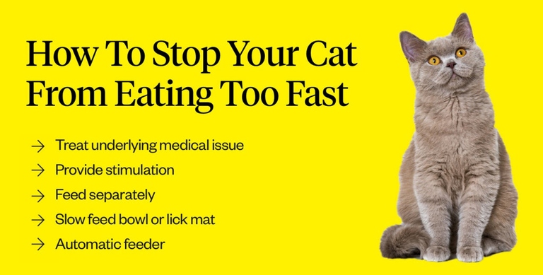 If your cat is overeating and vomiting, there are a few things you can do to help.