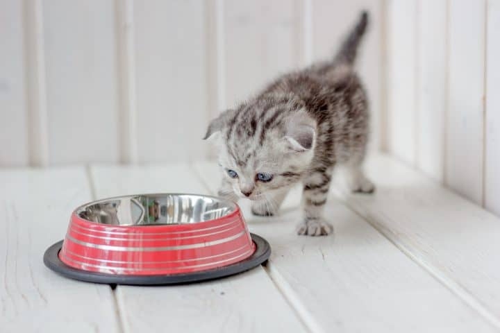 If your cat is pawing around his water bowl, it could be a sign that he is not happy with the water. Try changing the type of water you are using, or moving the bowl to a different location.