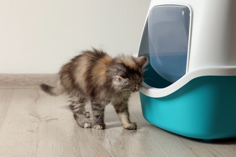 If your cat is scratching the sides of the litter box, it could be because they're looking for a little bit of fun.