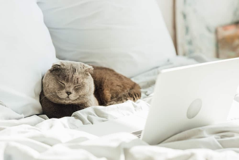 If your cat is spending all day in one room, it could be normal behavior or a sign of a problem.