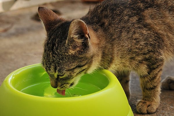 If your cat is staring at you while you sleep, it may be because it is hungry or thirsty. Always have food and water available for your cat to prevent it from becoming dehydrated or malnourished.