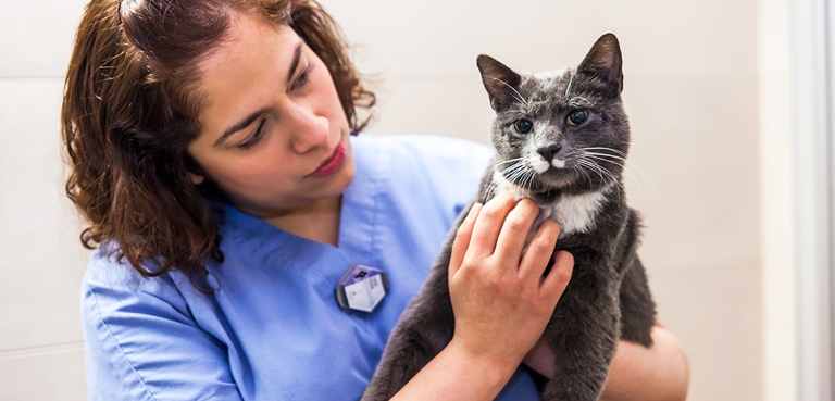 If your cat is suddenly avoiding contact with other pets in the house, it could be a sign of illness.