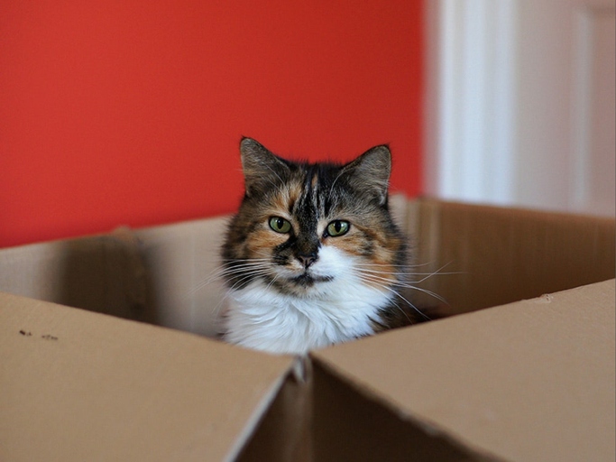 If your cat likes to hide in small spaces, give them a cardboard box to play in.