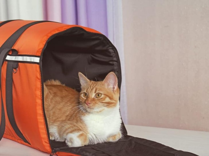 If your cat loves to sleep in their carrier, there are a few things you can do to make it even more enticing for them.