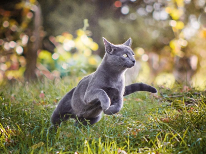If your cat runs away from home, there are some things you can do to train them to return.