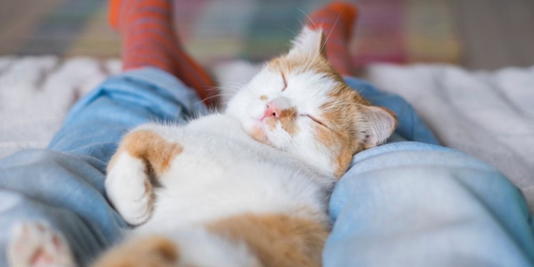 If your cat sleeps between your legs, it may be seeking out warmth and coziness.
