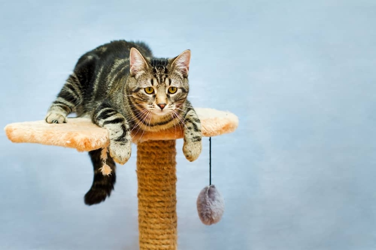 If your cat tree is wobbly, you can widen the base by adding more support.