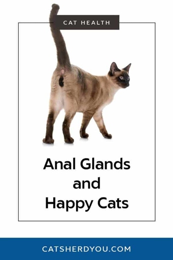 If your cat's poop smells bad, it could be a sign of an anal gland infection.