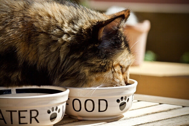 If your kitten is eating your older cat's food, it's probably time to make the transition to adult cat food.