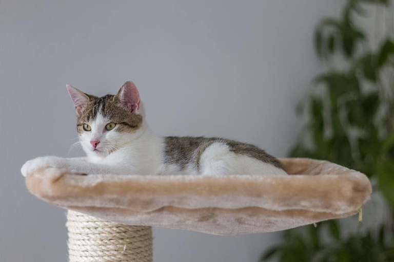 If you're considering buying a cat tree, you may be wondering whether or not to get one with a corner.