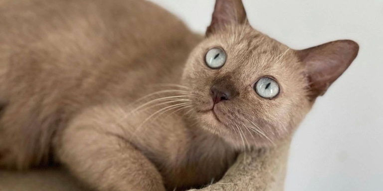 If you're looking for a Burmese cat breeder in Washington, Indian Spring Cat is a great option.