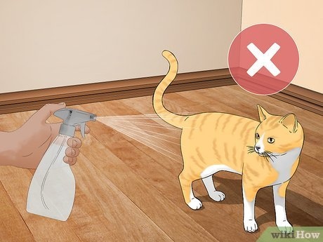 If you're looking for an alternative to spraying your cat with water, try using a toy or a can of compressed air.