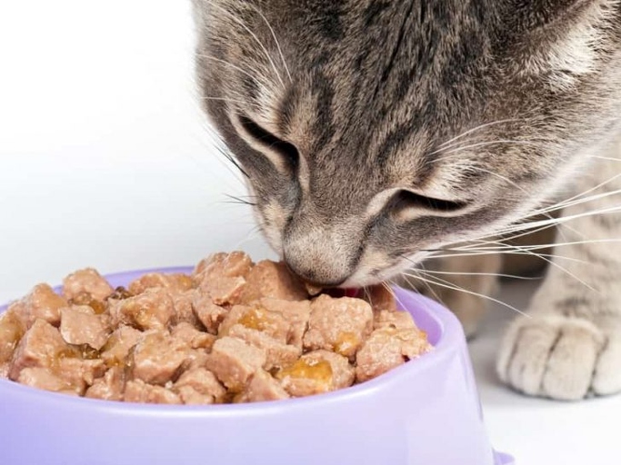 If you're looking for the best cat food without any thickening agent, including guar gum, xanthan gum, and carrageenan, you've come to the right place.