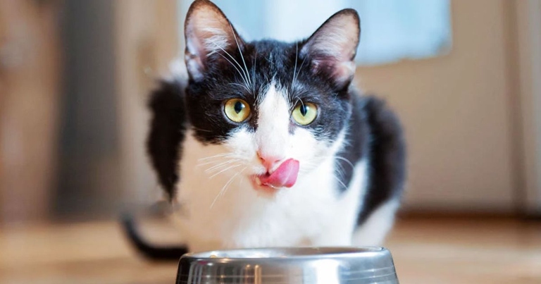 If you're looking for the best dry kibble for your individual cat, there are a few things you'll want to keep in mind.