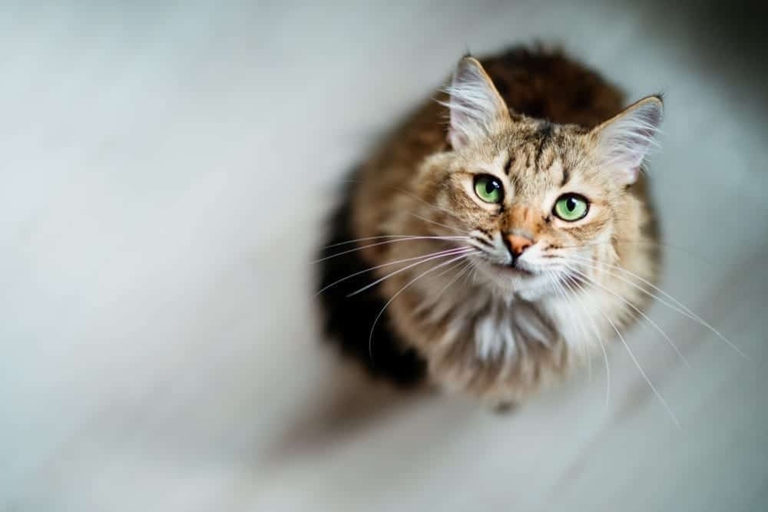 If you're looking to adopt a cat, but are worried about living with one that has claws, there are a few things you should know.