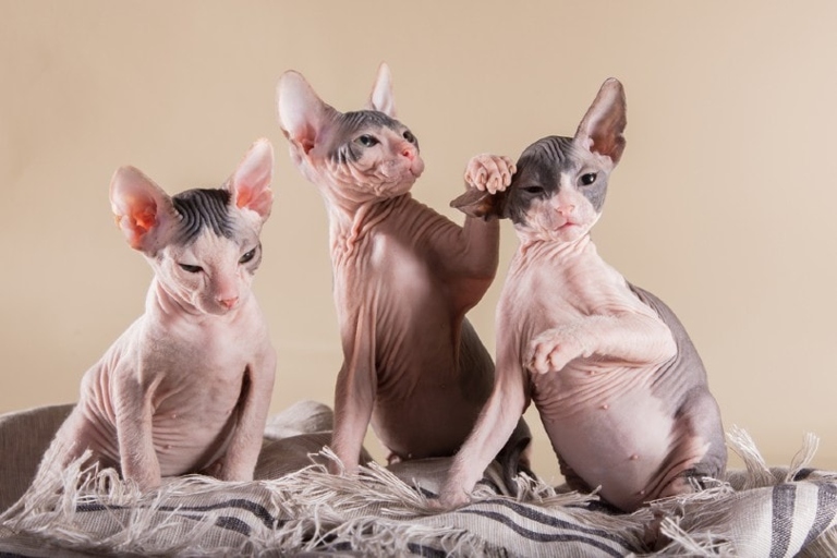 If you're looking to adopt a Sphynx cat, you can expect to pay anywhere from $1,000 to $1,500.