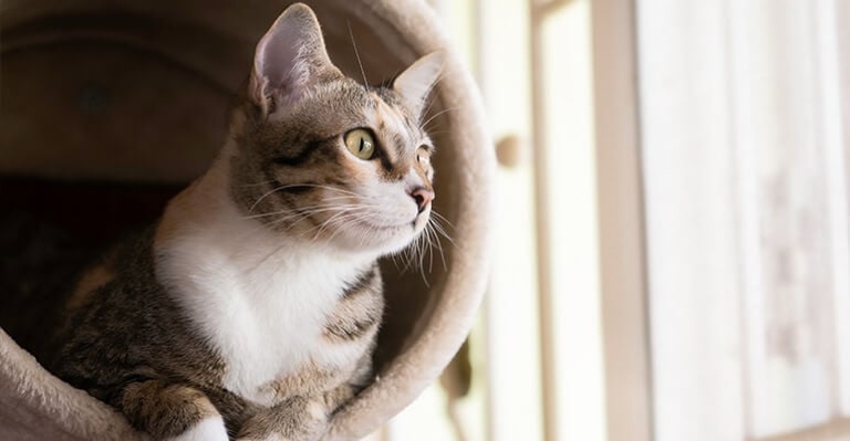 If you're planning a trip and wondering whether to bring your cat along or leave them at home, it's important to consider what's best for your feline friend.