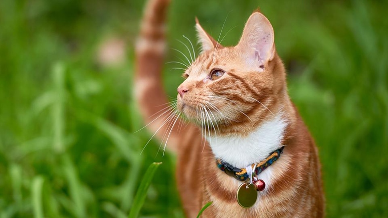 If you're thinking about letting your cat outdoors, you'll want to make sure they're actually comfortable with it first.