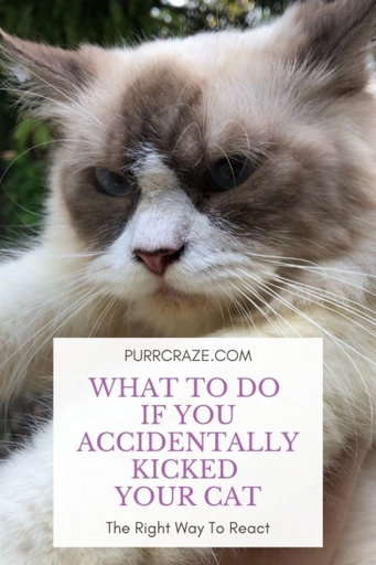 If you've done something to upset your cat, there are a few things you can do to make amends.
