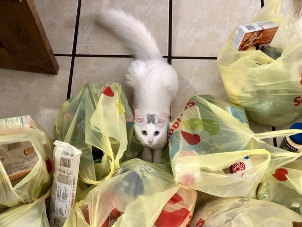 If you've ever wondered why your cat likes to lay on top of plastic bags or play with crinkly wrapping paper, you're not alone.