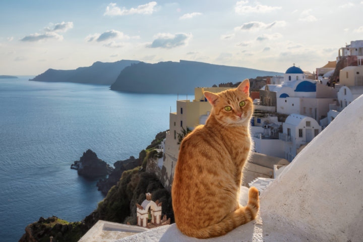 In Greece, it is not uncommon to see cats roaming the streets.